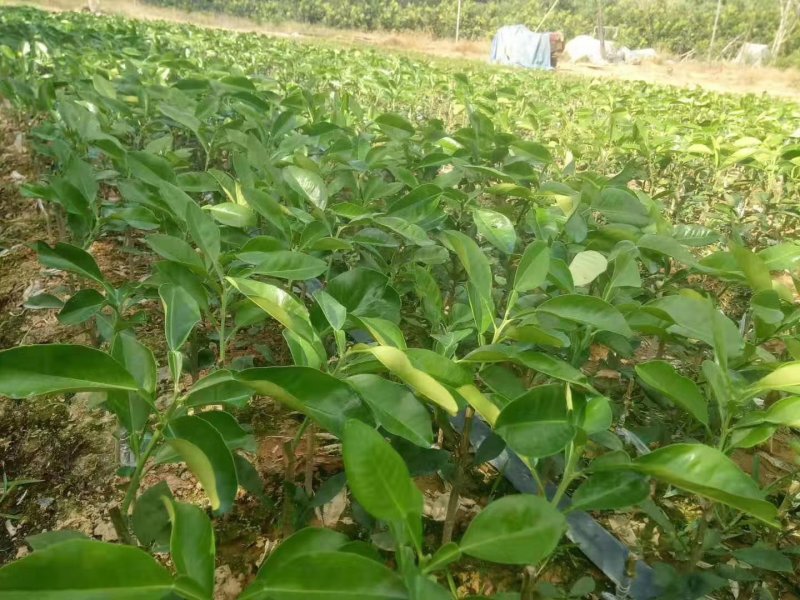泰国红宝石柚子苗营养杯苗带土发货