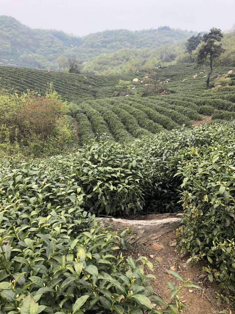 桐木关大赤甘正山小种