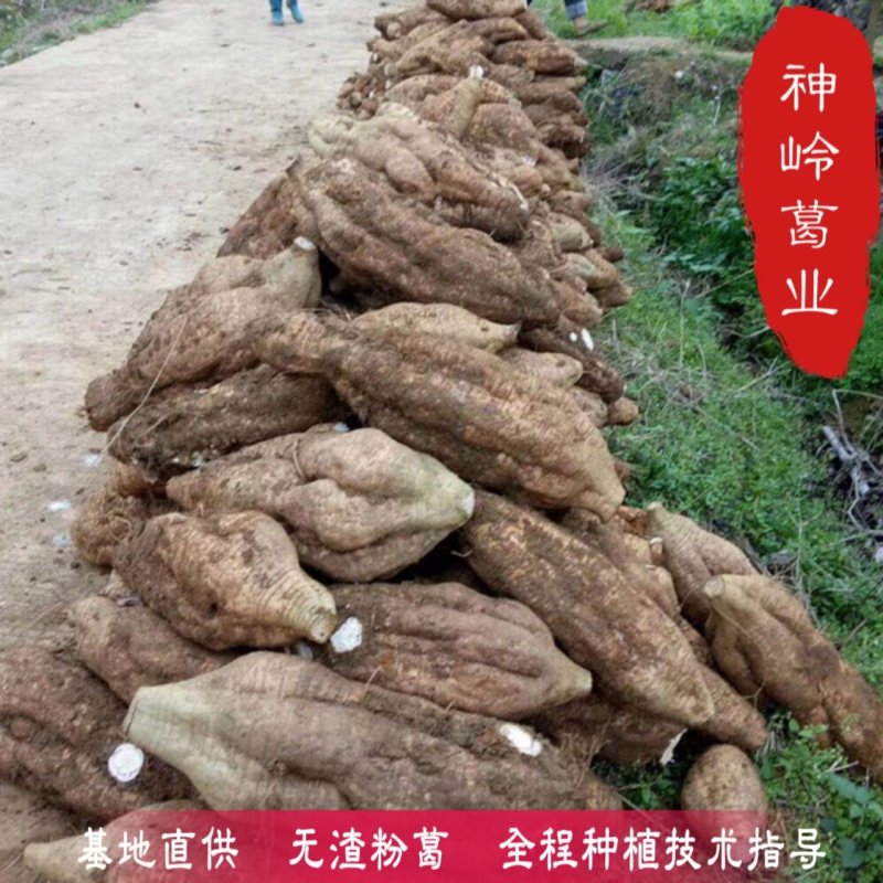 葛根种苗