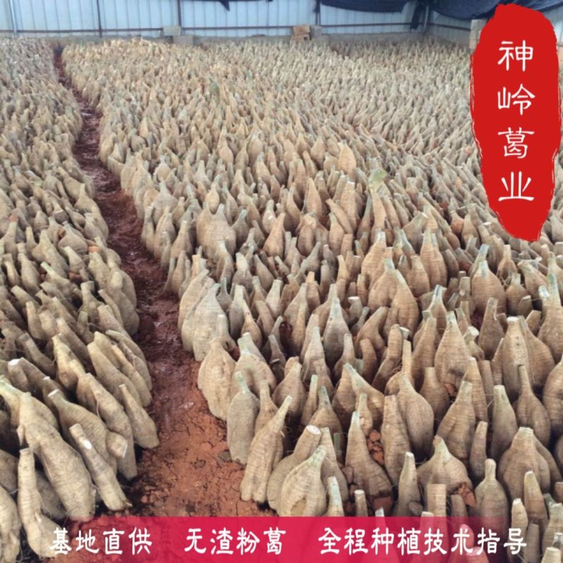 葛根种苗