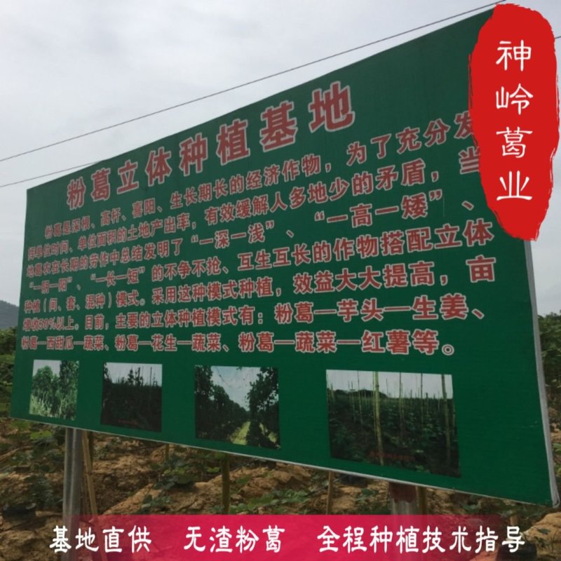 葛根种苗