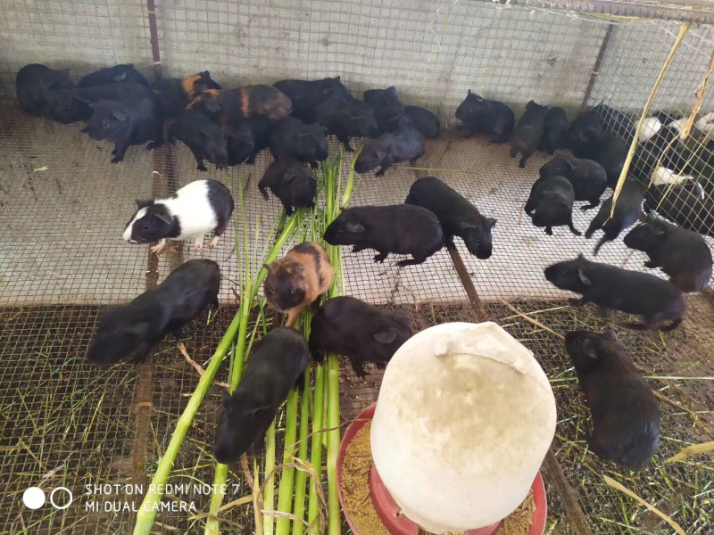黑豚鼠、生态黑豚、荷兰猪