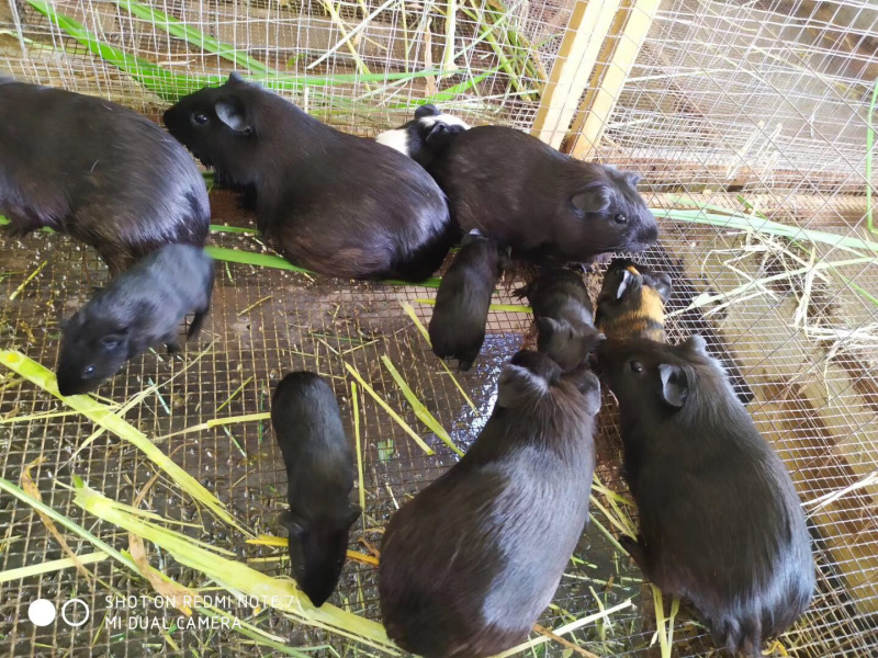 黑豚鼠、生态黑豚、荷兰猪