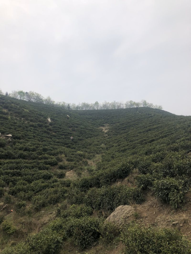 桐木关百年古树明前手工金骏眉