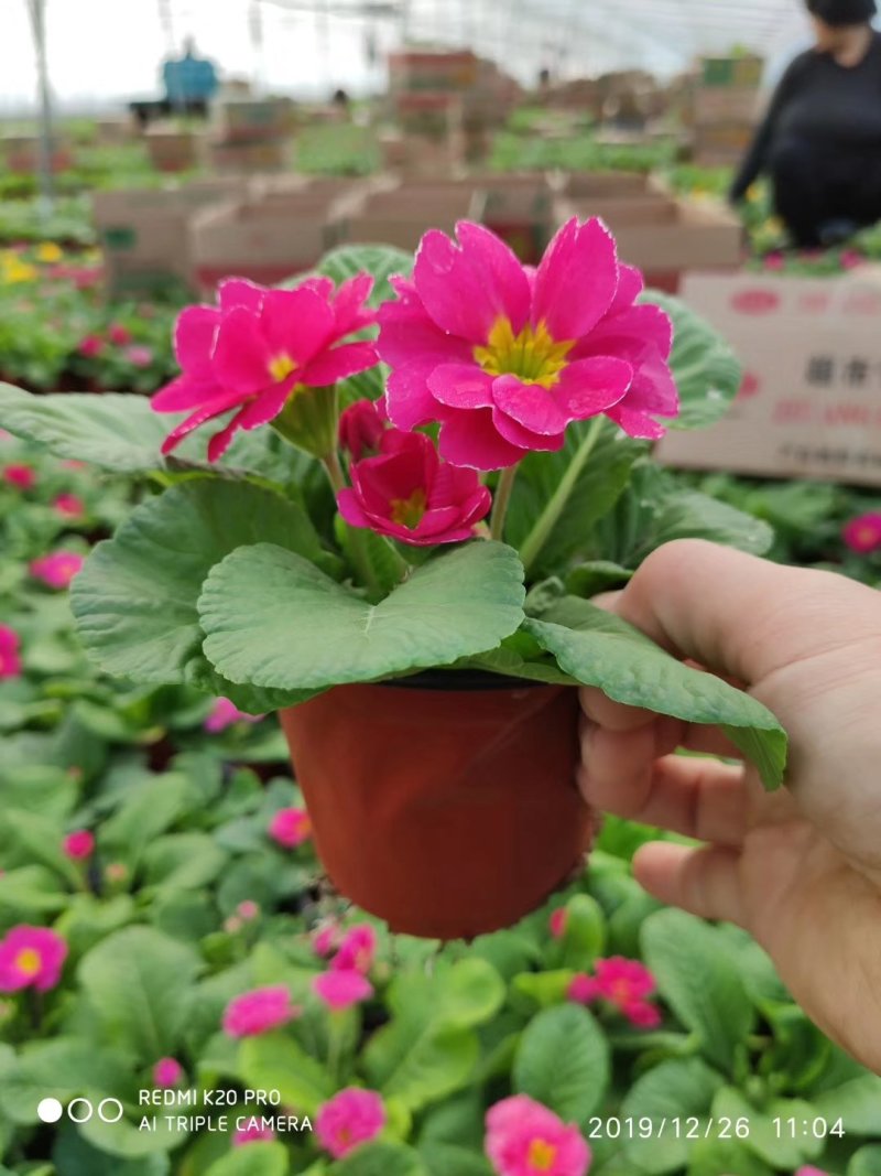 【精选】报春花基地直供，质优价廉，品质有保障。