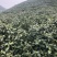 明前春茶野茶金骏眉