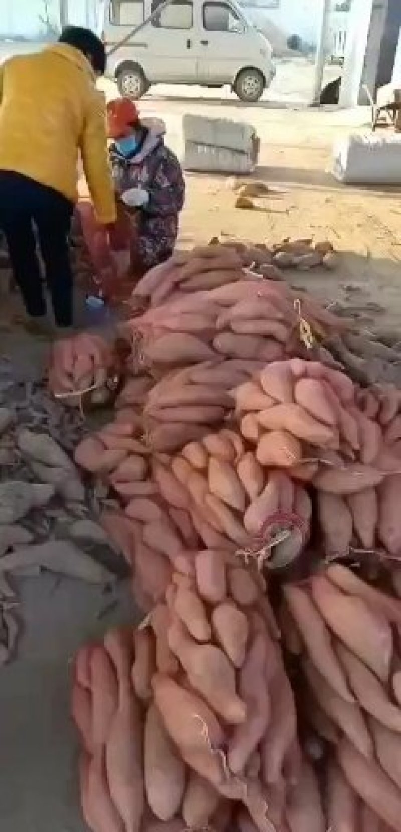 基地大量供应地窖储存红薯