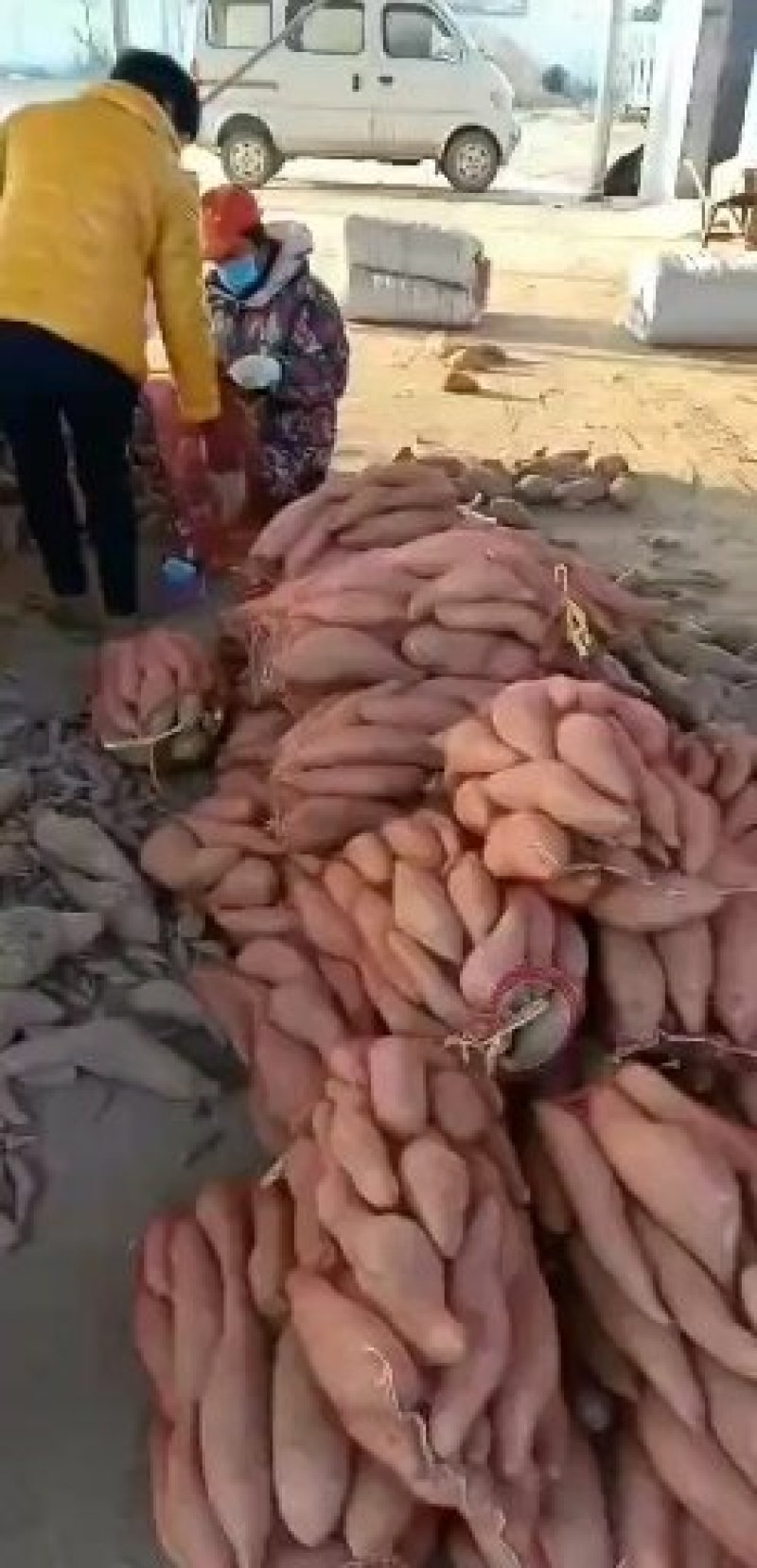 基地大量供应地窖储存红薯
