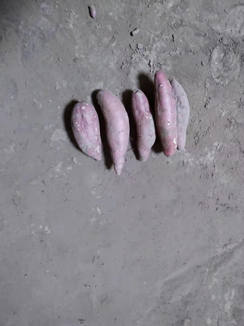 基地大量供应地窖储存红薯