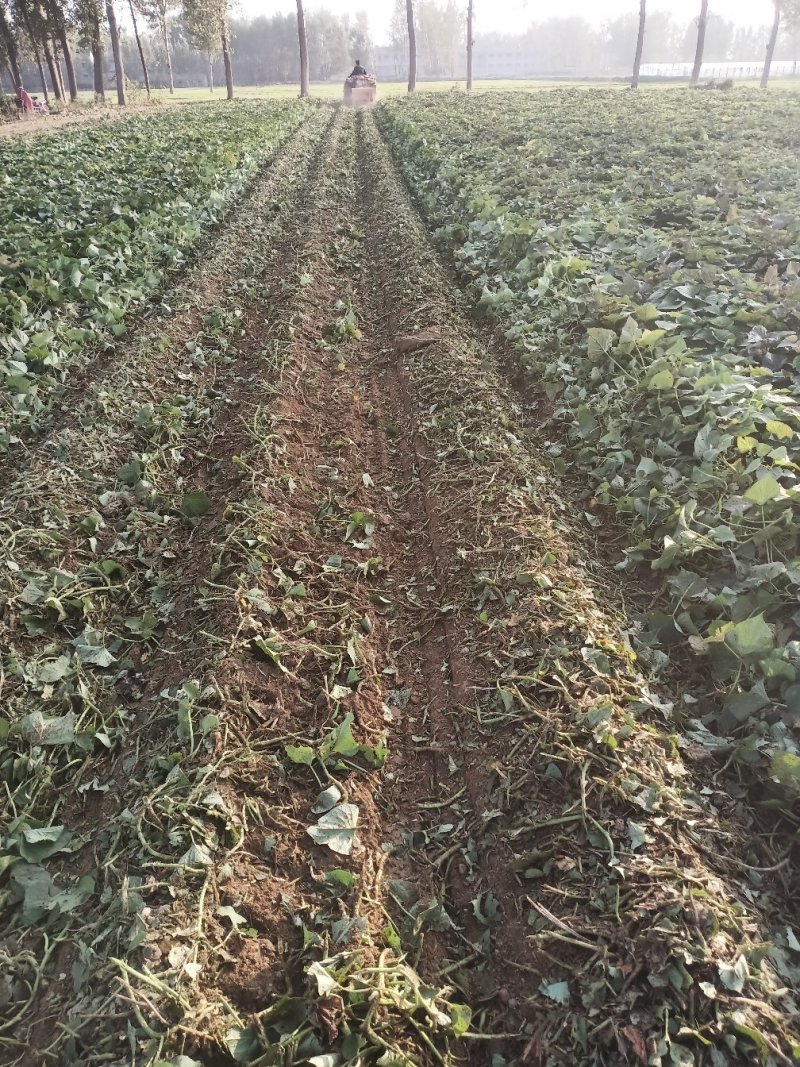 河南红薯苗地瓜苗批发新乡红薯苗原阳红薯苗