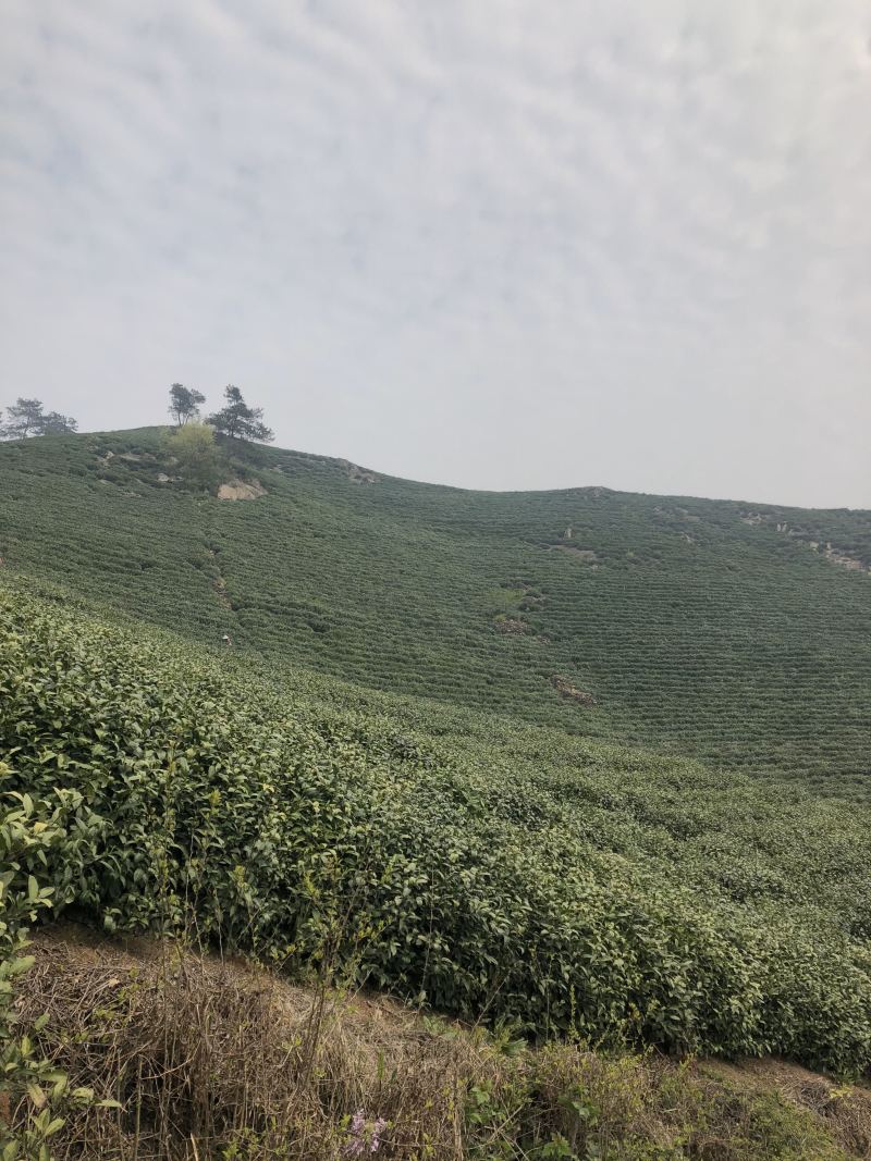 桐木关桂圆香金骏眉红茶