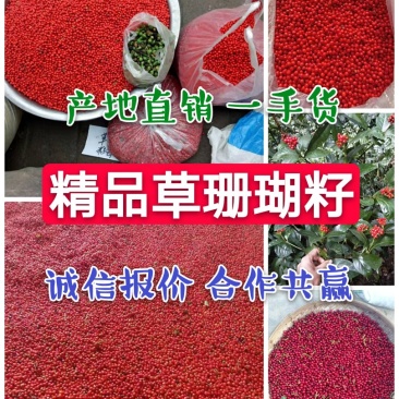 草珊瑚种子，发芽率高，小籽2020年鲜货，可全国发货