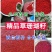 草珊瑚种子，发芽率高，小籽2020年鲜货，可全国发货