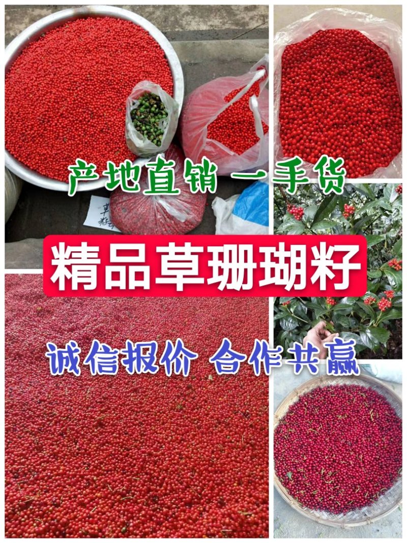 草珊瑚种子，发芽率高，小籽2020年鲜货，可全国发货