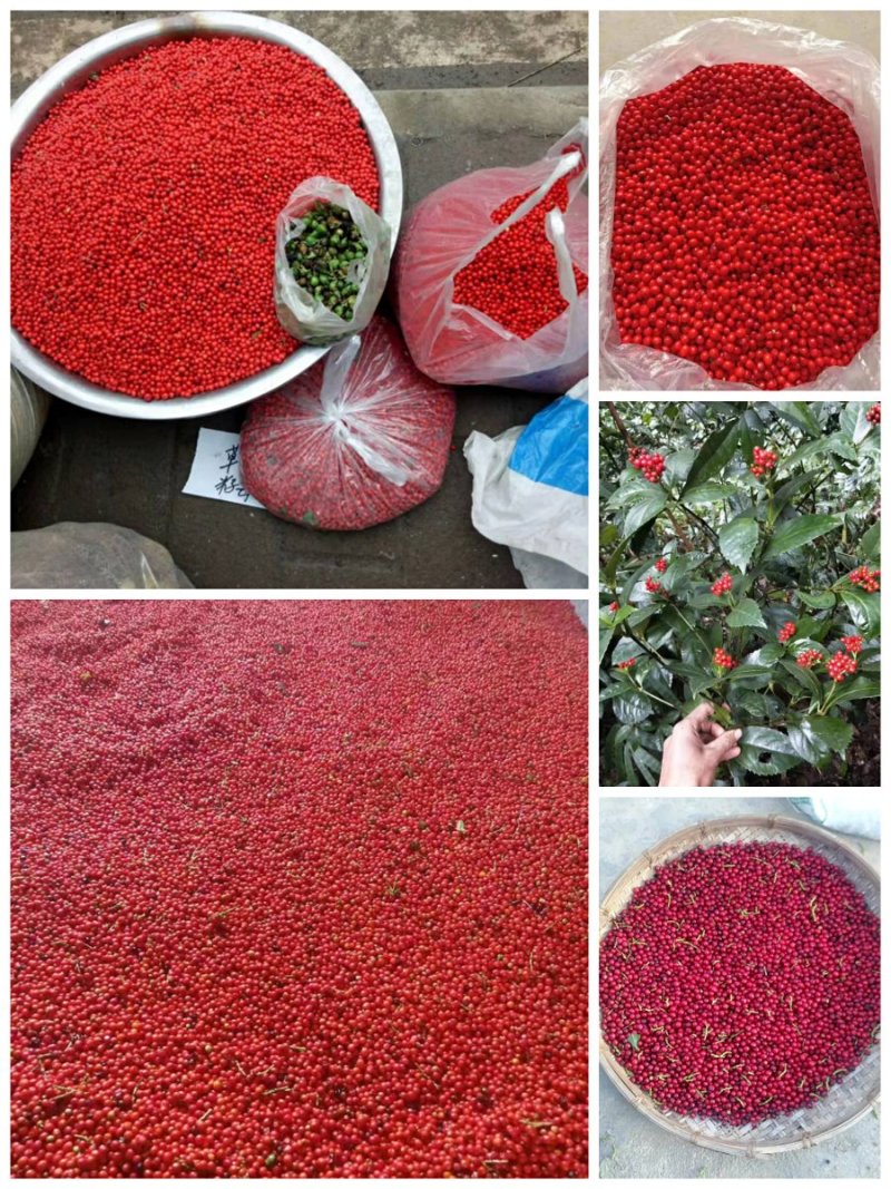 草珊瑚种子，发芽率高，小籽2020年鲜货，可全国发货