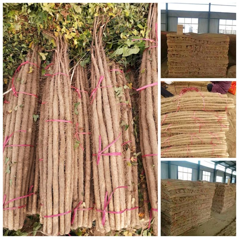 精品铁棍山药，支持打包装箱，全国物流发货