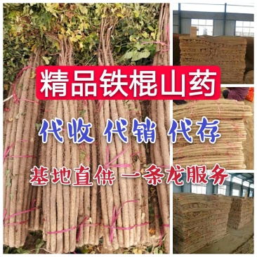 精品铁棍山药，支持打包装箱，全国物流发货