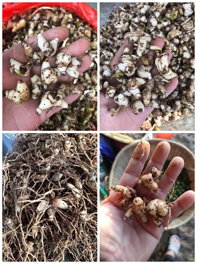 紫花小白芨，去须小白及，无黑块茎，一手货源，可全国发货