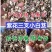 紫花小白芨，去须小白及，无黑块茎，一手货源，可全国发货