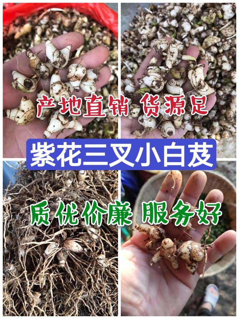 紫花小白芨，去须小白及，无黑块茎，一手货源，可全国发货