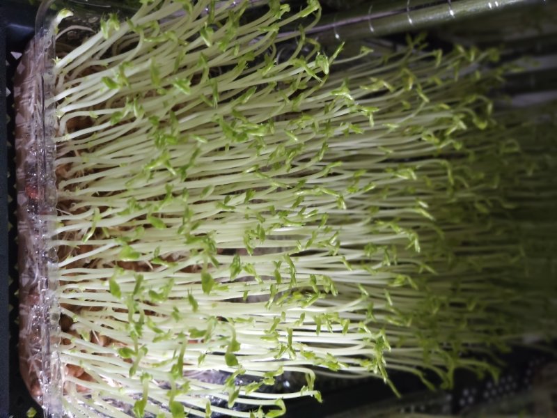 绿色芽苗菜水培豌豆苗无任何添加剂长期合作价格稳定
