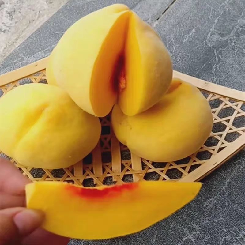 黄桃树苗嫁接苗保证质量，死苗免费补发。全程技术指导