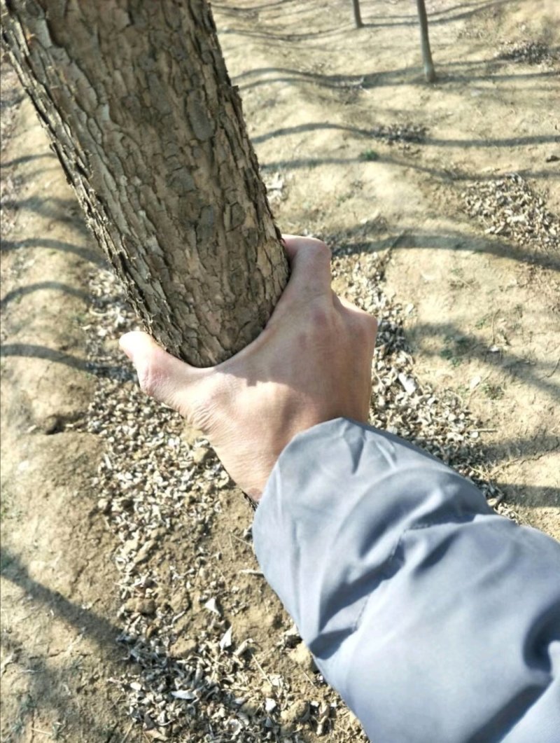 大量自家种植一级原生灌白蜡树，实生白蜡，低价处理。