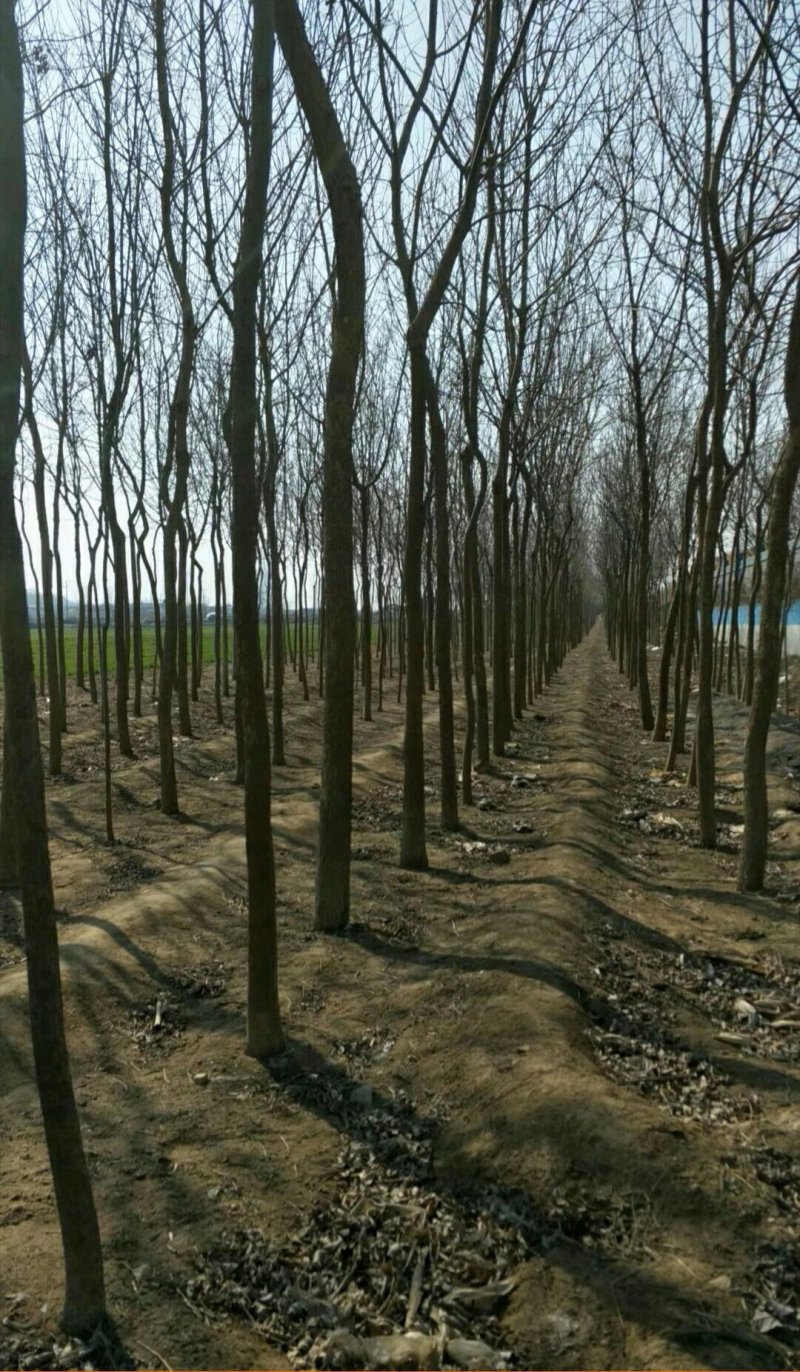 大量自家种植一级原生灌白蜡树，实生白蜡，低价处理。