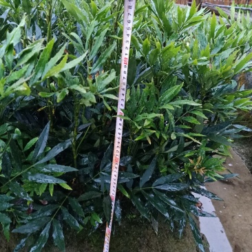 狭叶十大功劳