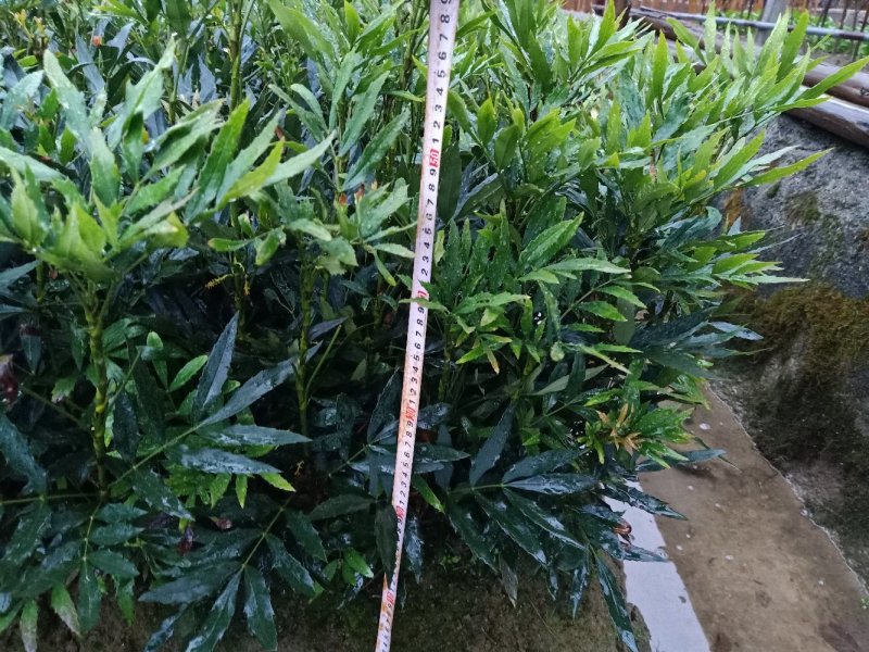 狭叶十大功劳