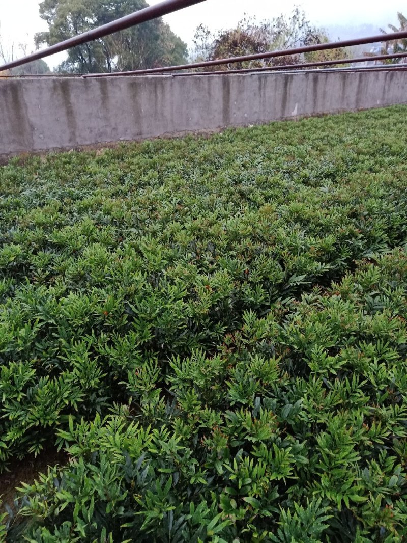 狭叶十大功劳