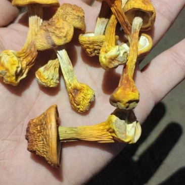 姬松茸基地直供农家自种