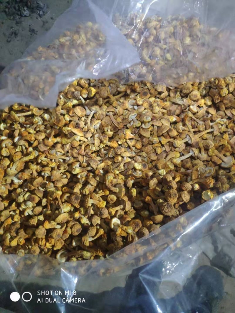姬松茸基地直供农家自种