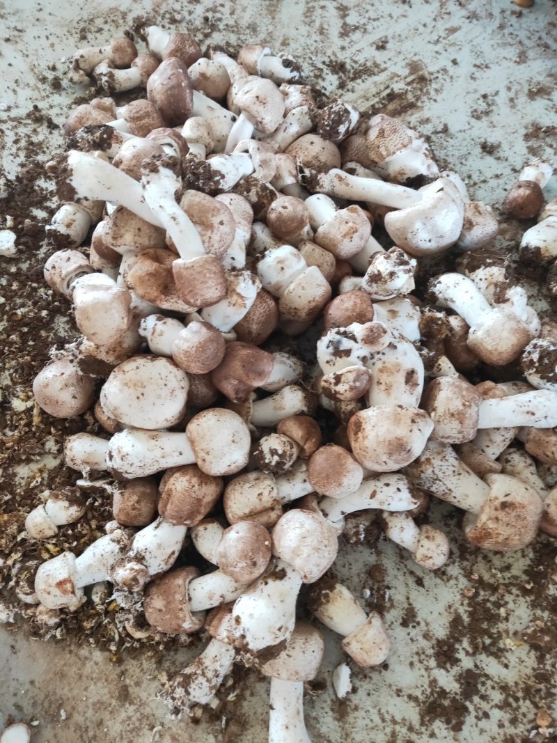 姬松茸基地直供农家自种