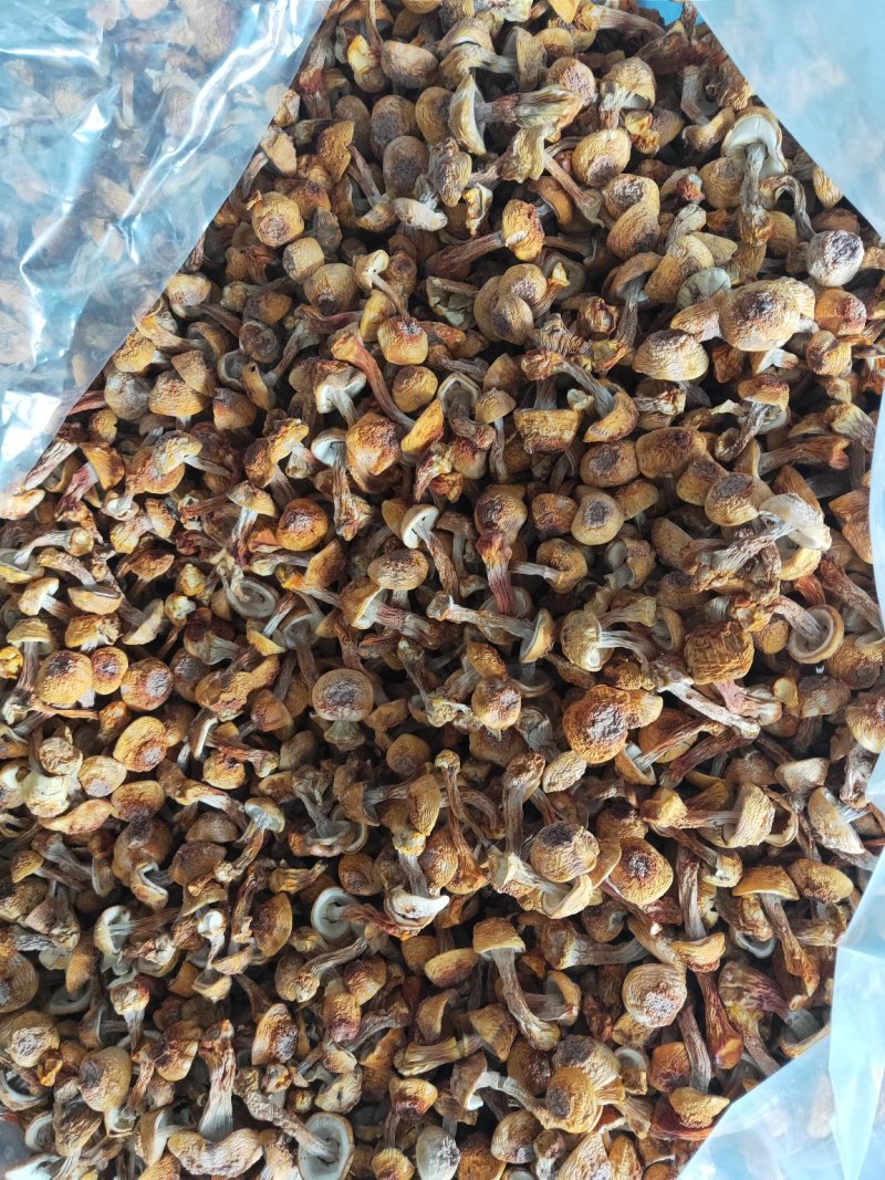 姬松茸基地直供农家自种