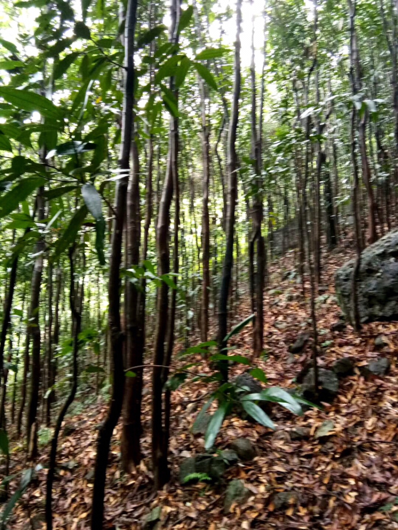 桂碎........