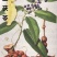 优质粉质土茯苓、纯野生无污染、甘甜新鲜无苦味少量有货