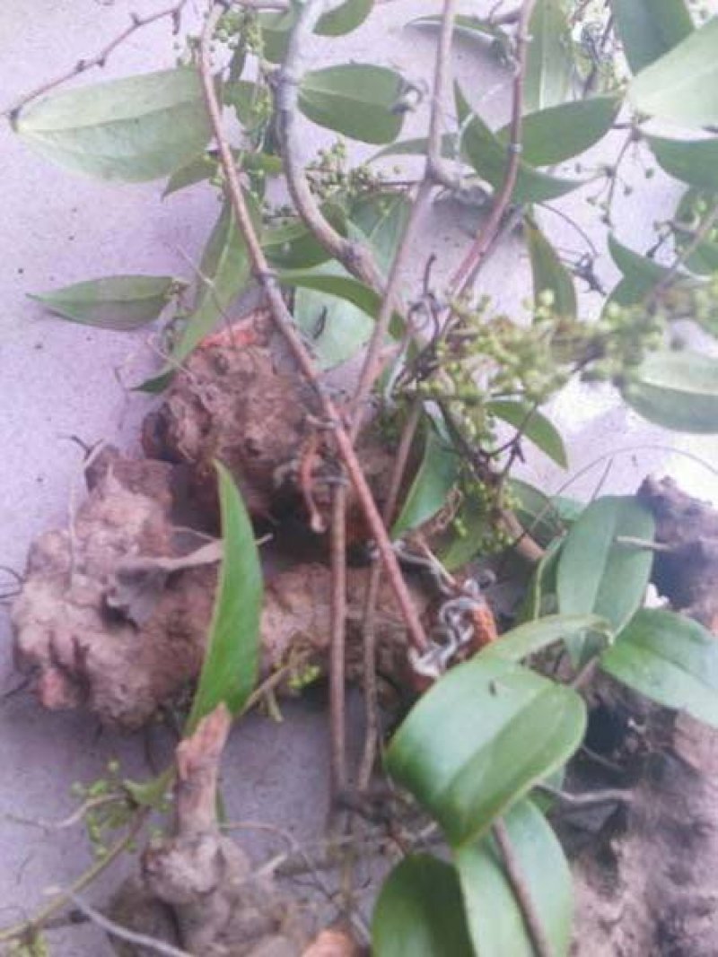 优质粉质土茯苓、纯野生无污染、甘甜新鲜无苦味少量有货
