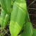 优质粉质土茯苓、纯野生无污染、甘甜新鲜无苦味少量有货