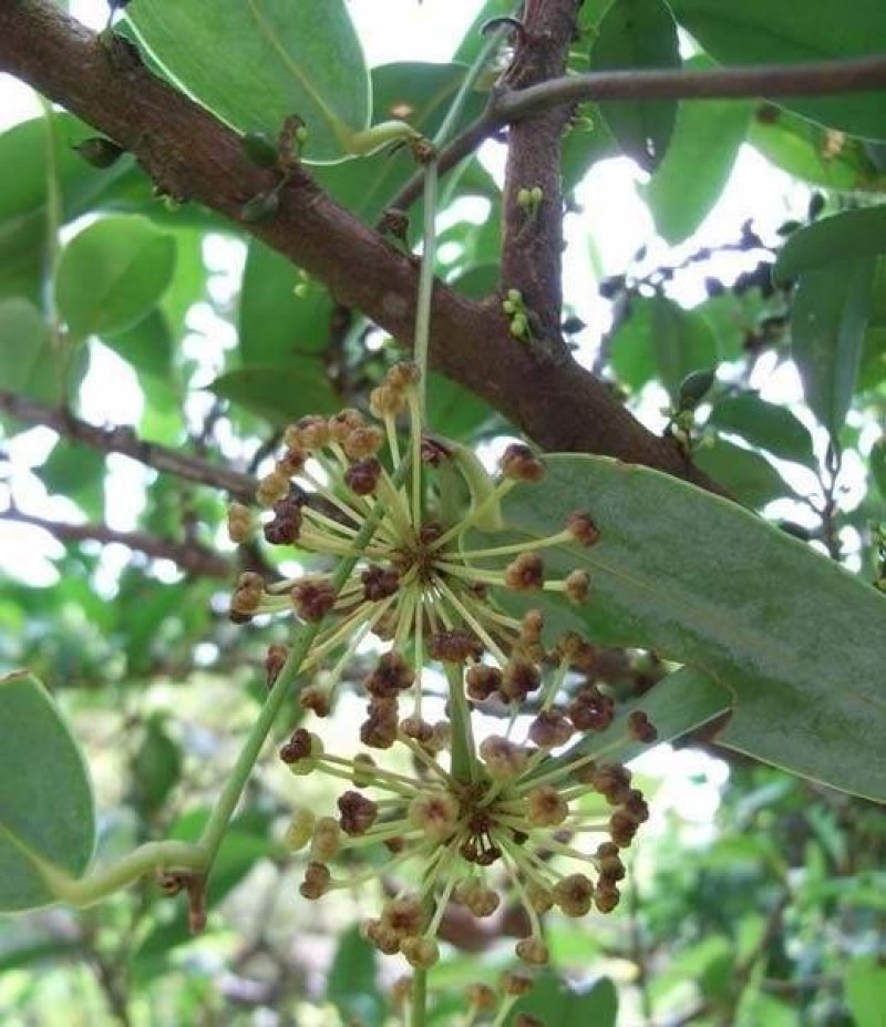 优质粉质土茯苓、纯野生无污染、甘甜新鲜无苦味少量有货