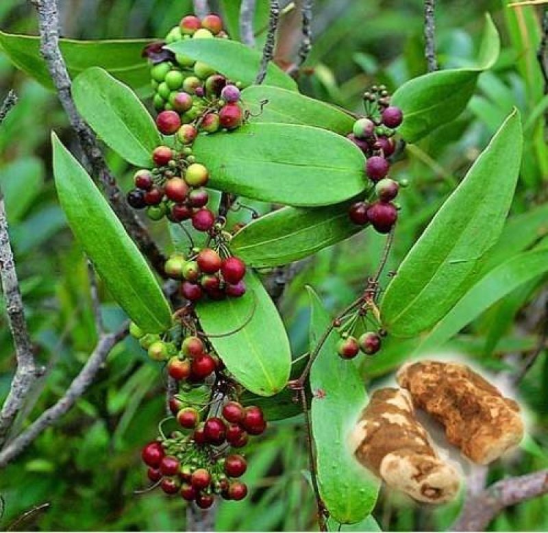 优质粉质土茯苓、纯野生无污染、甘甜新鲜无苦味少量有货
