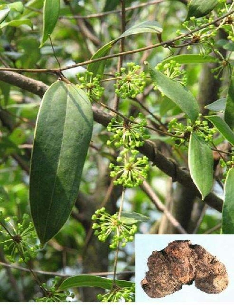优质粉质土茯苓、纯野生无污染、甘甜新鲜无苦味少量有货