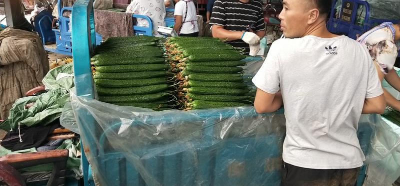 黄瓜，优质密刺黄瓜农家种植，现摘现发，保证新鲜全国发货