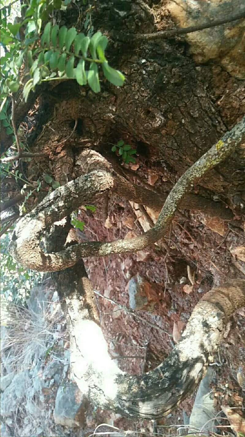 清香木老桩（进山拍图，满意挖桩，现挖现发货）
