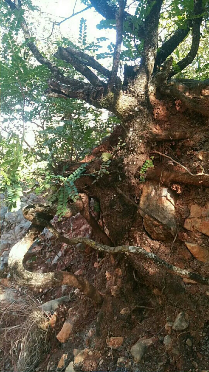 清香木老桩（进山拍图，满意挖桩，现挖现发货）