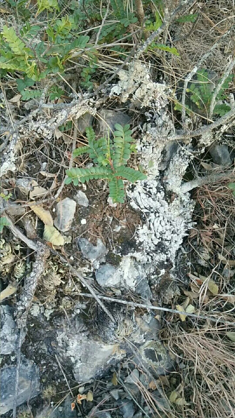 清香木老桩（进山拍图，满意挖桩，现挖现发货）