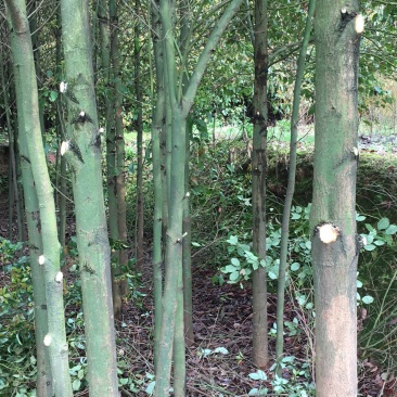 香樟（大量供应7-15公分香樟树）