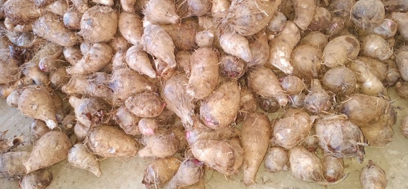 芋头种子价格美丽物美价廉！欢迎各位大佬订购！