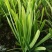 紫根红韭菜种子791宽叶韭菜种子耐寒好250g