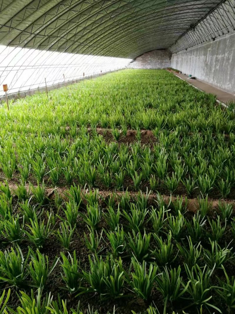 紫根红韭菜种子791宽叶韭菜种子耐寒好250g